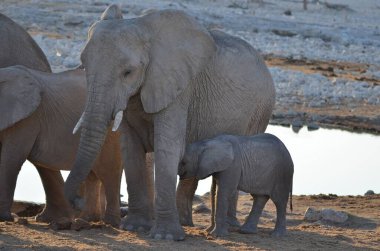 An elephant mother is nursing its little baby, Etosha NP