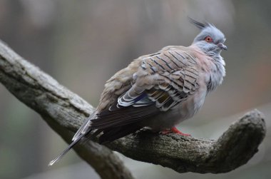 Hong Kong Park 'ta ibikli bir güvercin portresi.