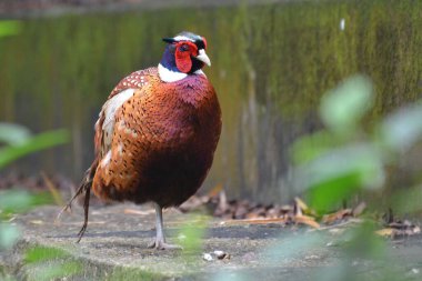 Hong Kong Parkı 'ndaki sıradan bir sülünün portresi.