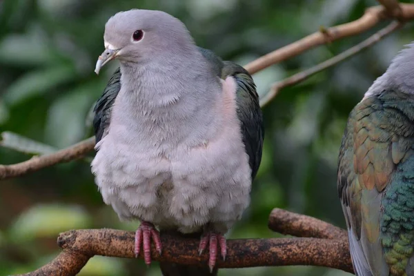 緑の皇帝鳩のクローズアップ 香港公園 — ストック写真