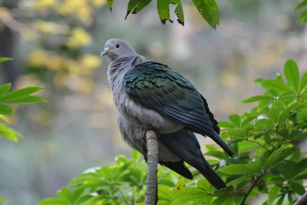 緑の皇帝鳩の肖像 香港公園 — ストック写真