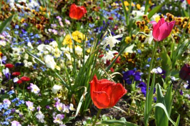 Siebenbergen 'de güzel bir çiçek bahçesi, Kassel' de bir botanik bahçesi.