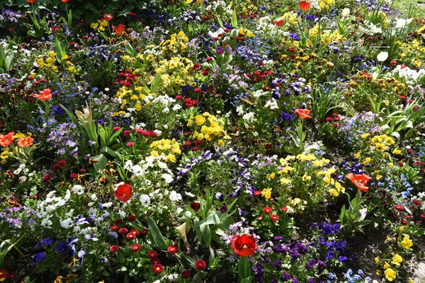 Vacker Rabatt Vid Siebenbergen Botanisk Trädgård Kassel — Stockfoto
