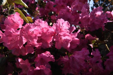 Pembe rododendron, Siebenbergen, Kassel