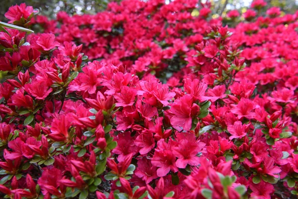 Stock image Closeup of red azalea flowers, Siebenbergen, Kassel