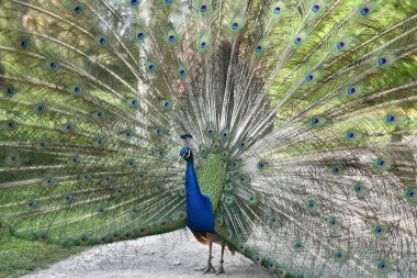 Botanik adasındaki Hint Peafowl portresi 