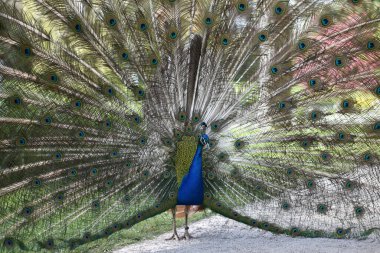 Botanik adasındaki Hint Peafowl portresi 