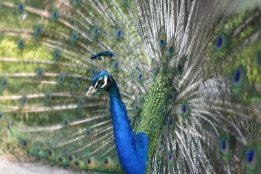 Botanik adasındaki Hint Peafowl portresi 