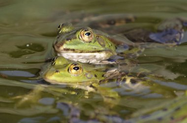 Yenilebilir kurbağalar sevişiyor, botanik bahçesi, Kassel.