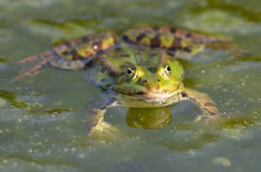 Kassel 'deki botanik bahçesindeki yenilebilir bir kurbağanın portresi.