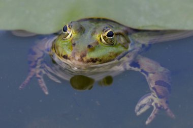 Kassel 'deki botanik bahçesindeki yenilebilir bir kurbağanın portresi.