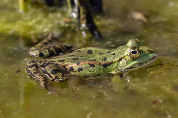 카셀에 식물원에서 수있는 개구리 — 스톡 사진