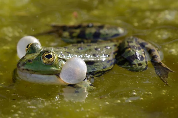 歌の食用カエルの肖像 彼の声の袋を示す — ストック写真