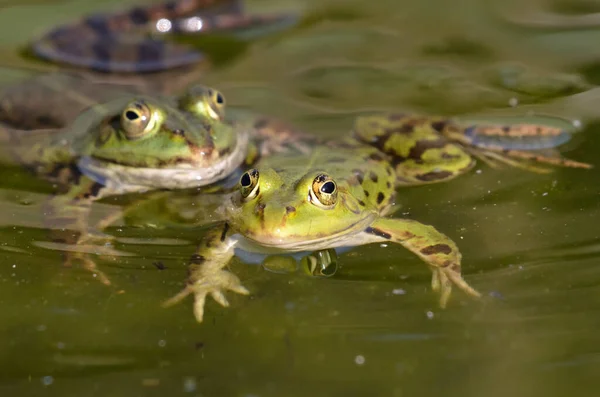一对可食用的青蛙在一起游泳 — 图库照片
