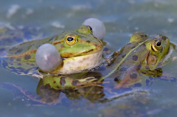 짓기를 시도하는 개구리의 노래하는 — 스톡 사진