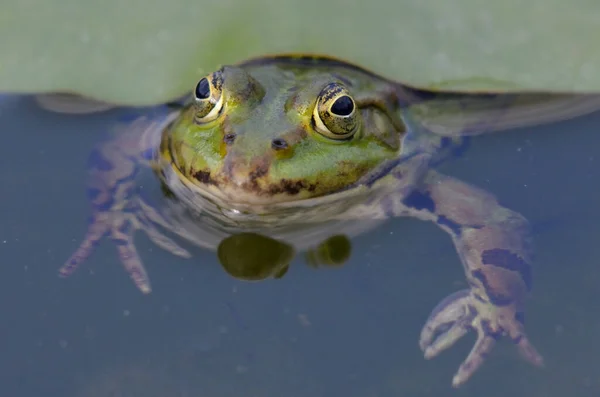 Porträt Eines Essbaren Frosches Botanischen Garten Kassel — Stockfoto