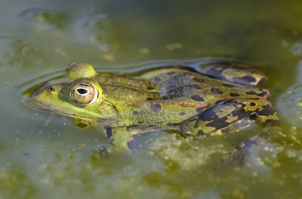 カッセルの植物園で食用カエルの肖像画 — ストック写真