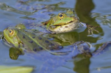 Kassel 'deki botanik bahçesindeki yenilebilir bir kurbağanın portresi.