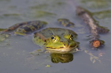 Kassel 'deki botanik bahçesindeki yenilebilir bir kurbağanın portresi.