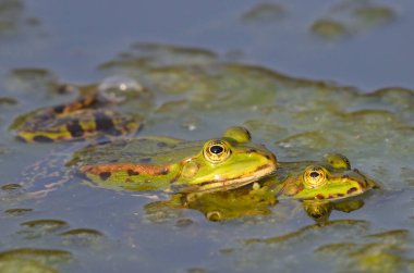 Kassel 'deki botanik bahçesindeki yenilebilir kurbağalar çiftleşiyor.