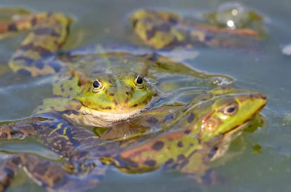 食用カエルはカッセルの植物園で愛を探しています — ストック写真
