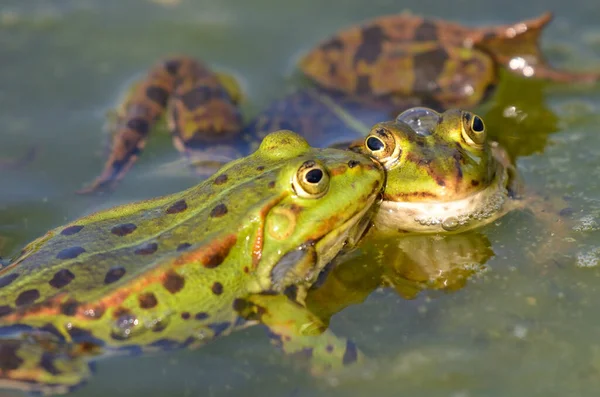 Romantik Aşk Bir Kurbağa Kız Arkadaşını Öpüyor — Stok fotoğraf