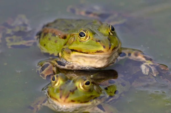 Edible Frogs Botanical Garden Kassel — стокове фото