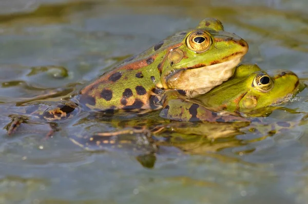 Kassel Deki Botanik Bahçesindeki Yenilebilir Kurbağalar Çiftleşiyor — Stok fotoğraf