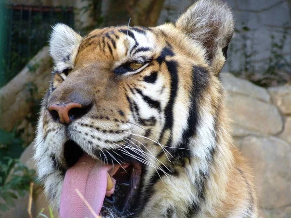 Close Tigre Que Está Mostrando Sua Língua Filipinas — Fotografia de Stock