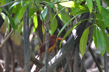 Doğulu cüce balıkçı mangrovlara tünemiş.