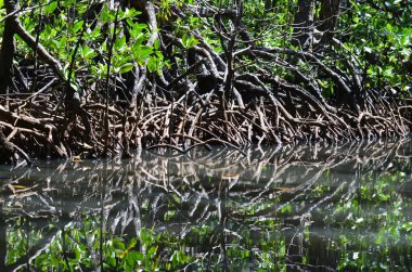 Mangrovlar bakuit takımadalarında, Filipinler