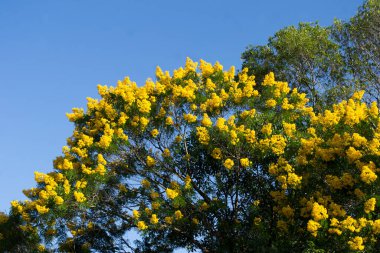 Sarı Ip ağacı (Handroanthus albusu) Apia, So Paulo, Brezilya 'da büyüleyici çiçeklerini sergiliyor..