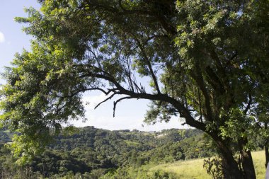 Orman için çerçeve yapan bir ağaç.