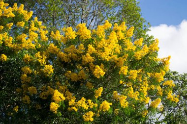 Sarı Ip ağacı (Handroanthus albusu) Apia, So Paulo, Brezilya 'da büyüleyici çiçeklerini sergiliyor..
