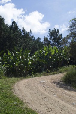 Muz ağaçlı Atlantik ormanı (Musa acuminata 'Dwarf Cavendish'), Apia şehrinde toprak bir yol bulunan So Paulo 'da göze çarpar..