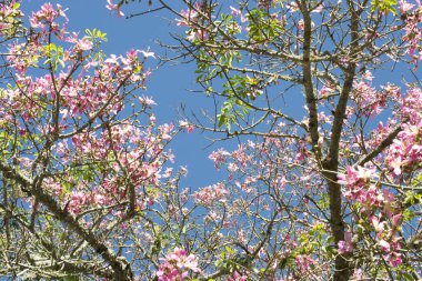 Brezilya baharında kiraz çiçeği (Magnolia liliflora), Vale do Ribeira, So Paulo, Brezilya