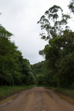 Apia, So Paulo, Brezilya 'daki Atlantik Ormanı manzarası.