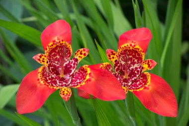 Peruvian lilies (Alstroemeria) are striking beauties that also for their vibrant colors.