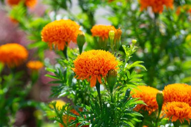 Marigold (Tagetes patula), Brezilya 'nın Apia şehrinin bahçelerinde yetiştirilmiştir..