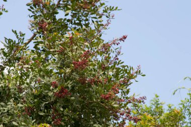 Aroeira bitkisi (Schinus terebinthifolia) ve pembe biberi ile yaprakları ve tohumları.