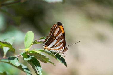 The beautiful butterflies Adelpha syma found in the mountains of the Atlantic Forest valley in So Paulo, Brazil.