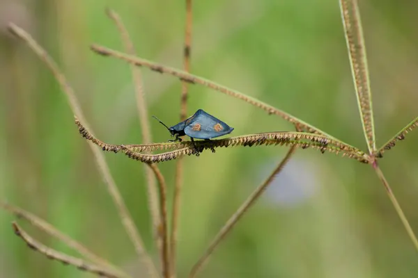 Kaplumbağa-böcek (Stolas cf. Brezilya topraklarındaki bir bitkinin altında dinleniyor.