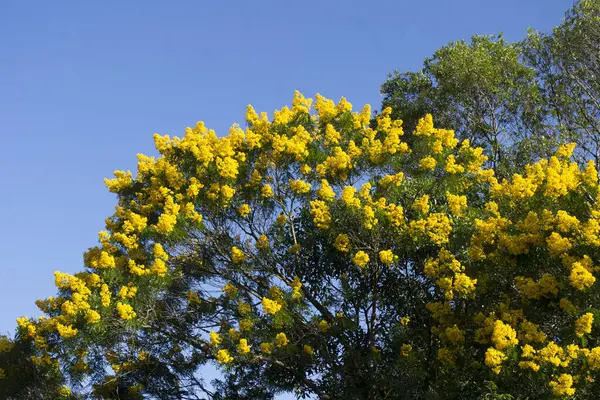 Sarı Ip ağacı (Handroanthus albusu) Apia, So Paulo, Brezilya 'da büyüleyici çiçeklerini sergiliyor..
