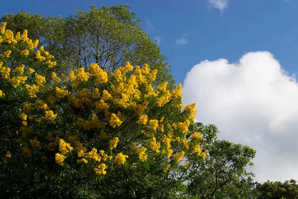 Sarı Ip ağacı (Handroanthus albusu) Apia, So Paulo, Brezilya 'da büyüleyici çiçeklerini sergiliyor..