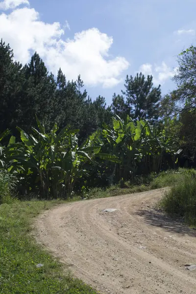 Muz ağaçlı Atlantik ormanı (Musa acuminata 'Dwarf Cavendish'), Apia şehrinde toprak bir yol bulunan So Paulo 'da göze çarpar..
