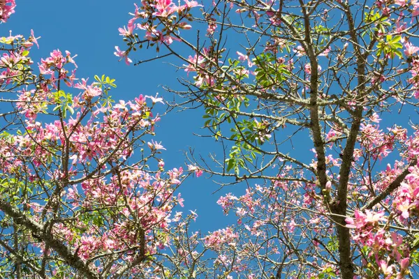 Brezilya baharında kiraz çiçeği (Magnolia liliflora), Vale do Ribeira, So Paulo, Brezilya