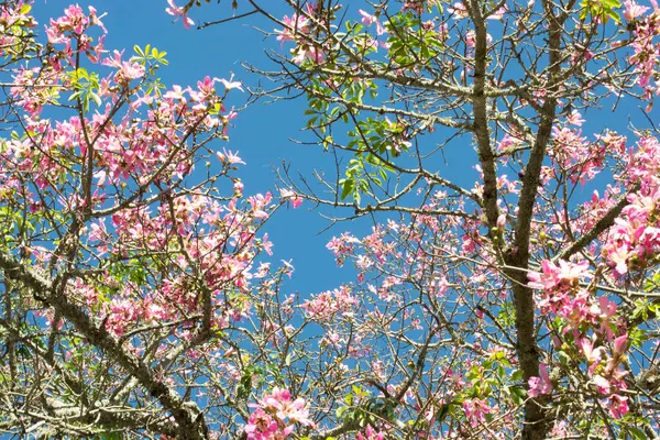 Brezilya baharında kiraz çiçeği (Magnolia liliflora), Vale do Ribeira, So Paulo, Brezilya