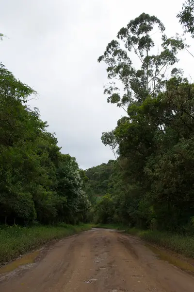 Apia, So Paulo, Brezilya 'daki Atlantik Ormanı manzarası.