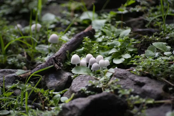 Wild mini/small mushrooms (with hat) clustered next to each other, found in the Atlantic Forest, Brazil.