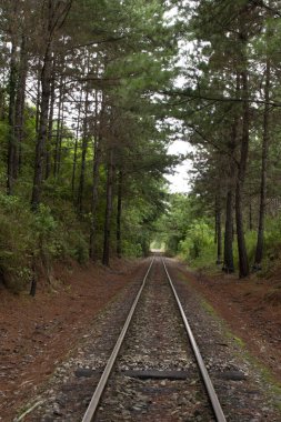 The train line with the dry leaves of the pine on the ground, in the middle of the Atlantic forest, state of So Paulo, Brazil